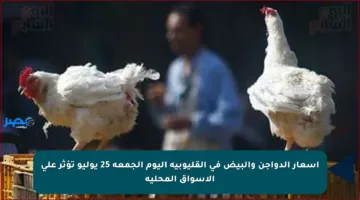 أسعار الدواجن والبيض في القليوبية اليوم الجمعة 25 يوليو تؤثر على الأسواق المحلية